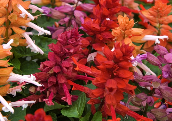 Sizzler™ Red - Salvia splendens from Miller Landscaping Supply