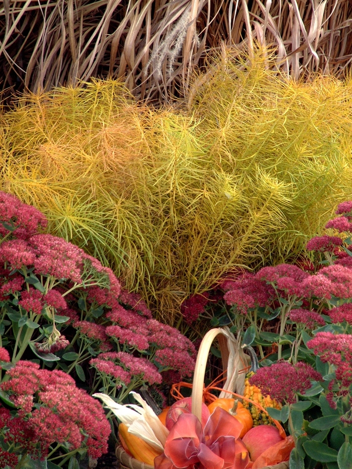 Threadleaf Blue Star - Amsonia String Theory from Miller Landscaping Supply