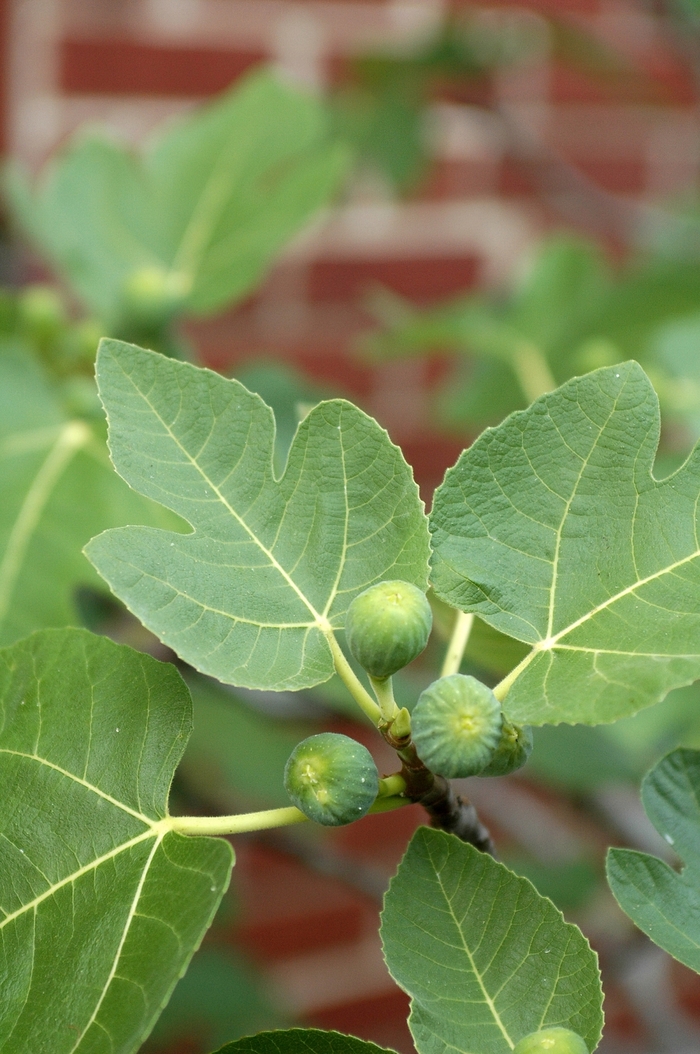 'Brown Turkey' Brown Turkey Fig - Ficus carica from Miller Landscaping Supply
