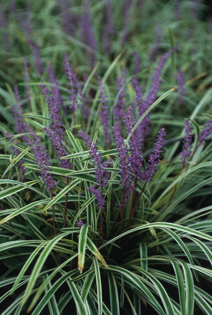 'Variegata' Variegated Liriope - Liriope muscari from Miller Landscaping Supply