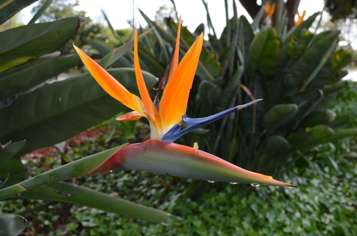 Bird of Paradise - Strelitzia reginae from Miller Landscaping Supply