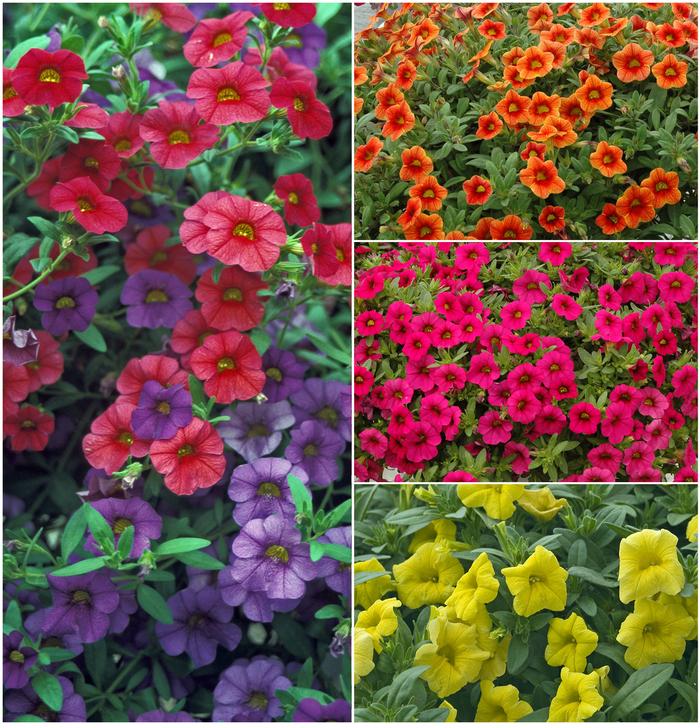 Colorburst Pro™ 'Series' - Calibrachoa (Million Bells) from Miller Landscaping Supply
