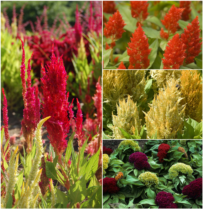Cockscomb - Celosia from Miller Landscaping Supply