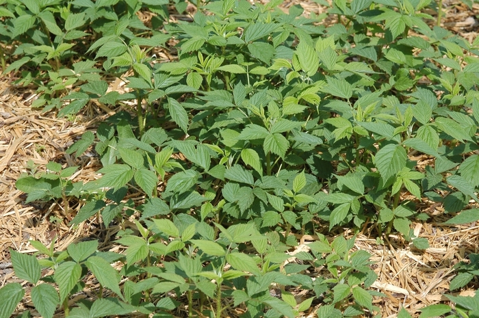 'Heritage' Raspberry - Rubus idaeus var. strigosus from Miller Landscaping Supply