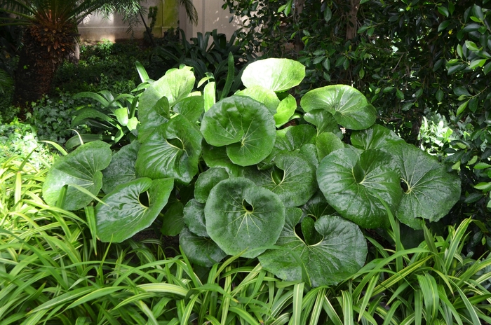 'Giganteum' Giant Leopard Plant - Farfugium japonicum from Miller Landscaping Supply
