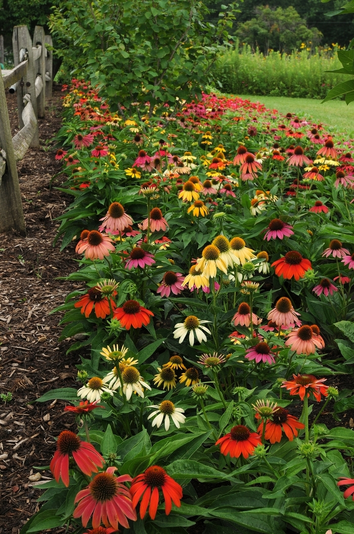 'Cheyenne Spirit' Coneflower - Echinacea from Miller Landscaping Supply