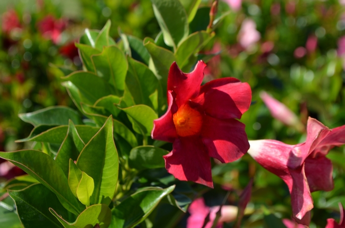 'Rio™ Deep Red' - Dipladenia from Miller Landscaping Supply