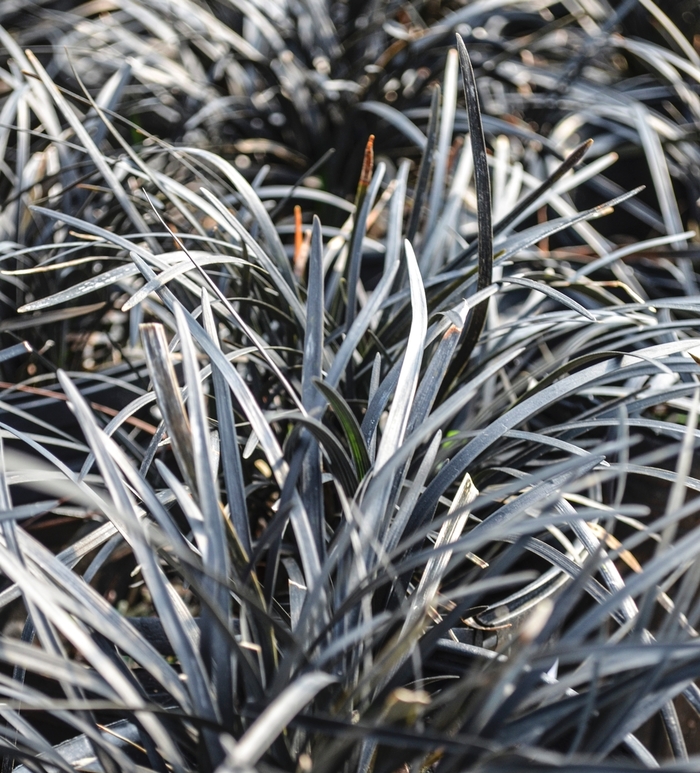 'Nigrescens' Black Mondo Grass - Ophiopogon planiscapus from Miller Landscaping Supply