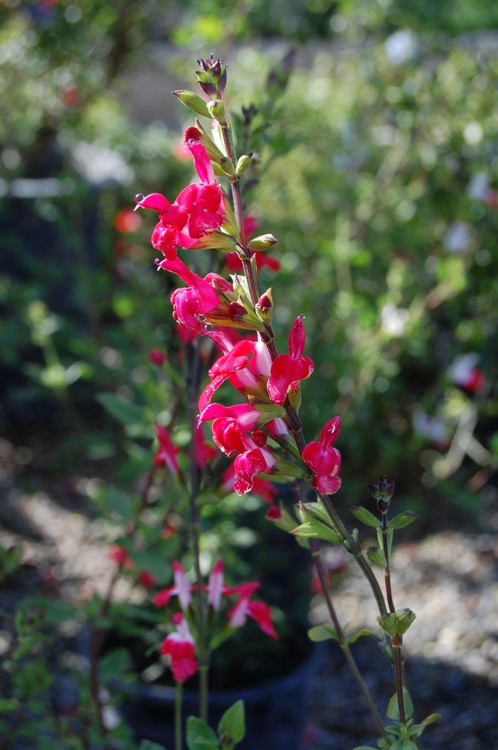 'Hot Lips' Sage - Salvia microphylla from Miller Landscaping Supply