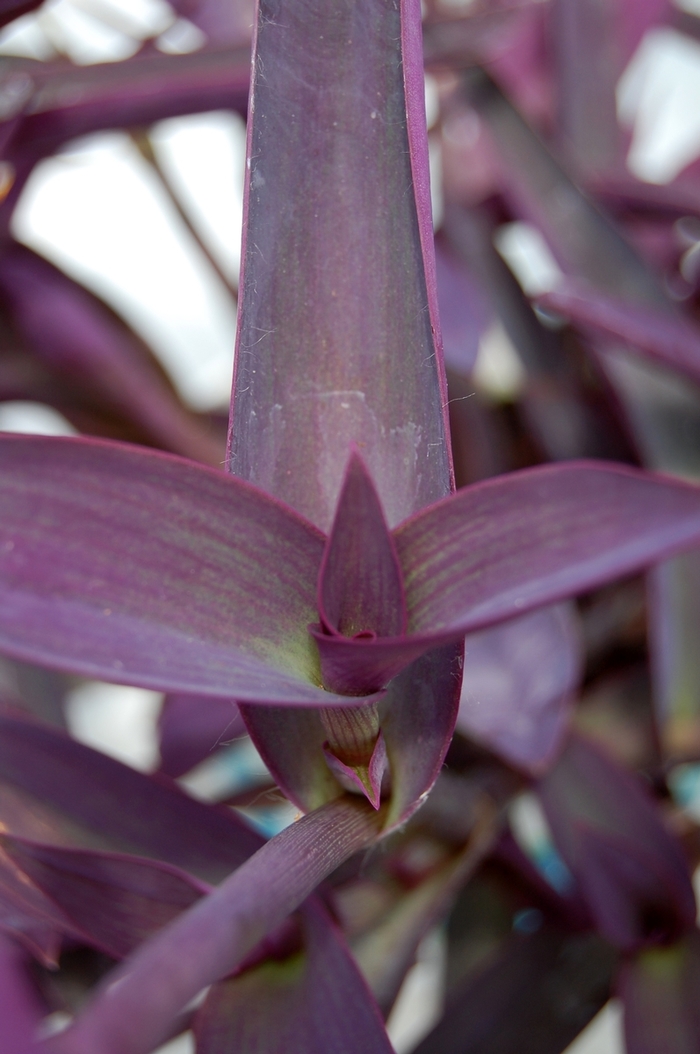 'Purple Heart' Wandering Jew - Setcreasea pallida from Miller Landscaping Supply