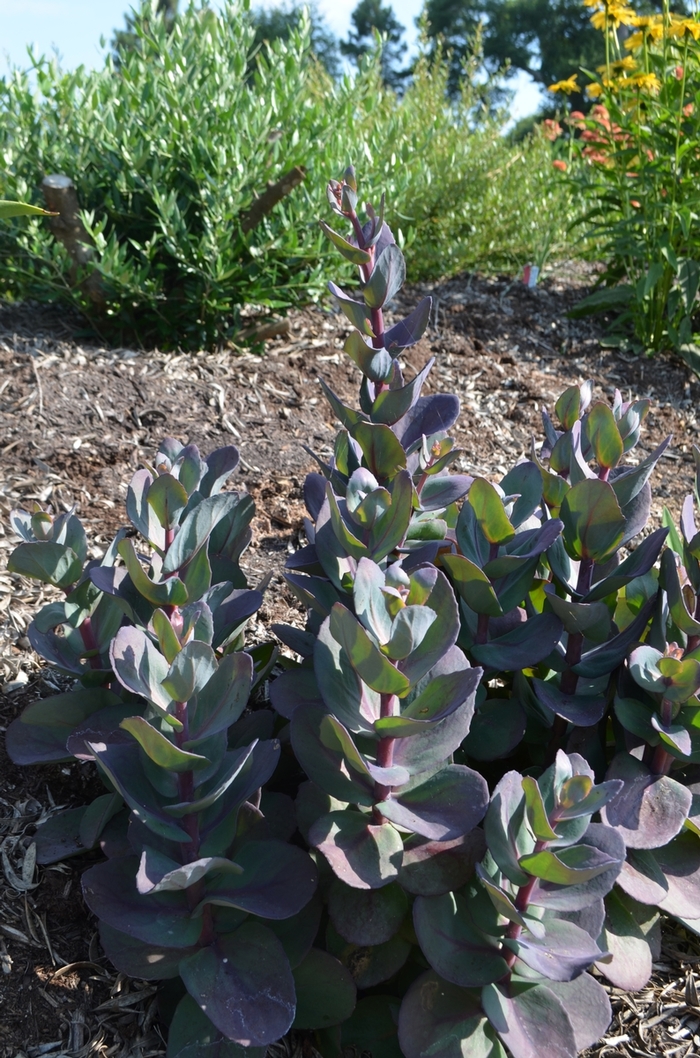 SunSparkler® 'Blue Pearl' - Sedum (Stonecrop) from Miller Landscaping Supply