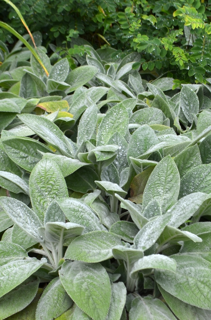 'Helene von Stein' Lamb's Ears - Stachys byzantina from Miller Landscaping Supply