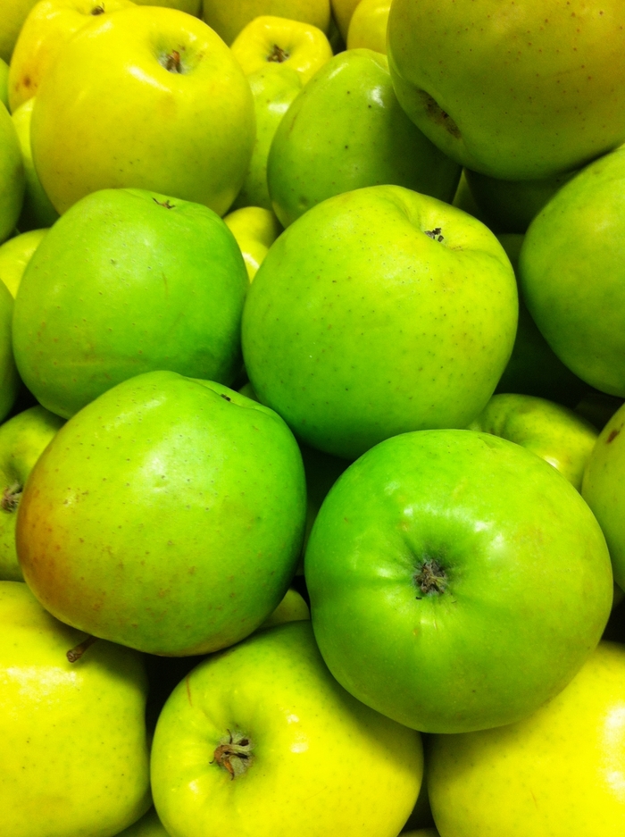 'Mutsu' Crispin Apple - Malus domestica from Miller Landscaping Supply