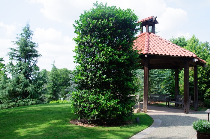 'Nellie R. Stevens' Holly - Ilex COPY from Miller Landscaping Supply