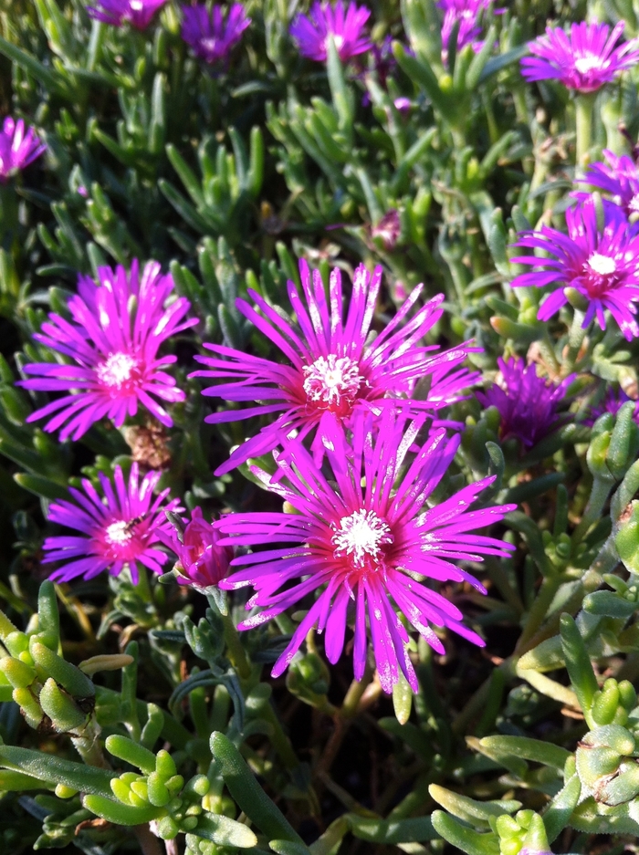 Hardy Ice Plant - Delosperma cooperi from Miller Landscaping Supply