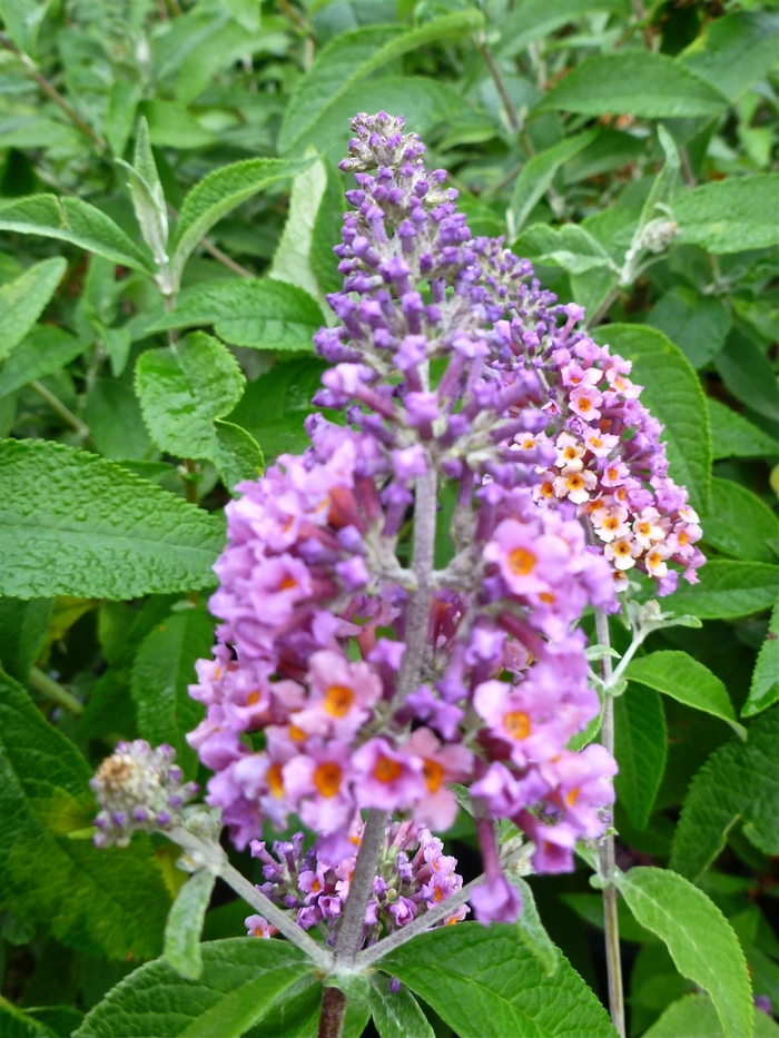 'Bicolor' Butterfly Bush - Buddleia x weyeriana from Miller Landscaping Supply