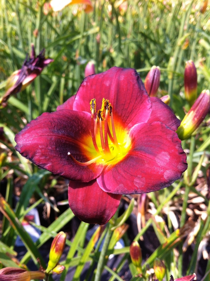 'Ruby Stella' Daylily - Hemerocallis from Miller Landscaping Supply