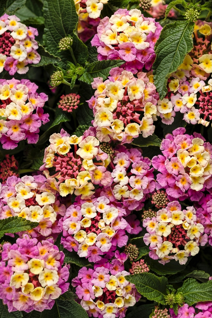 Luscious® 'Pinkberry Blend' - Lantana camara from Miller Landscaping Supply