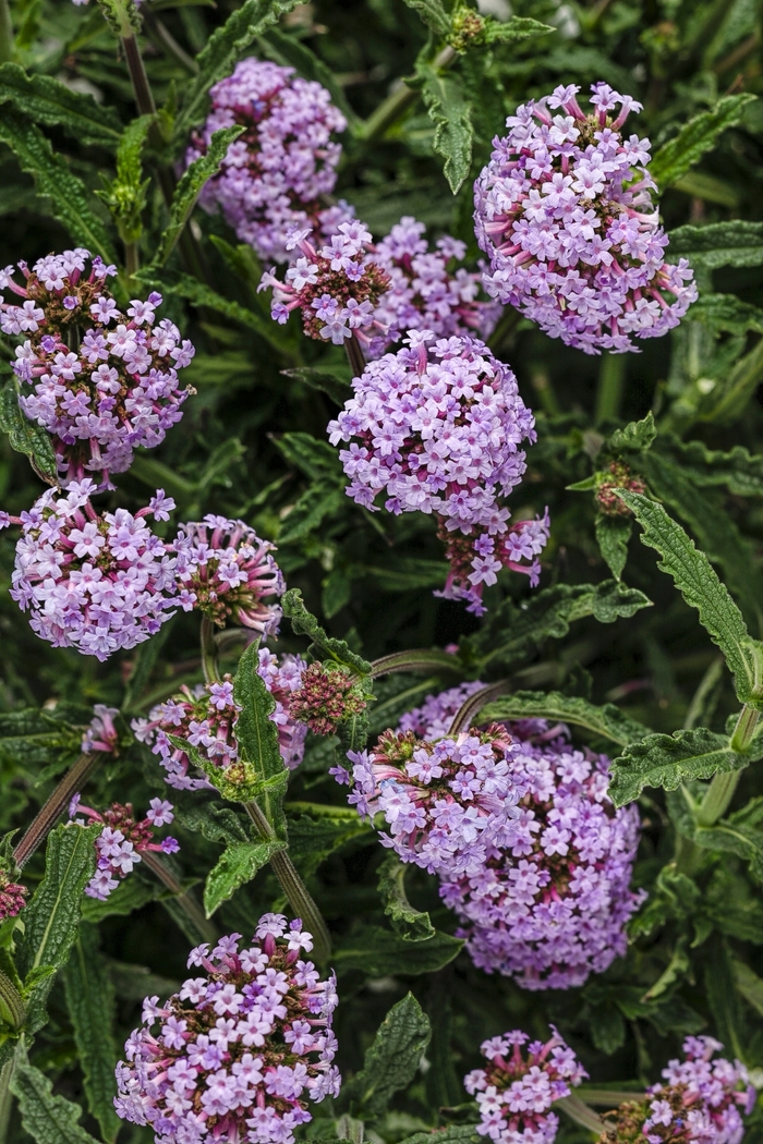 Meteor Shower® - Verbena bonariensis from Miller Landscaping Supply
