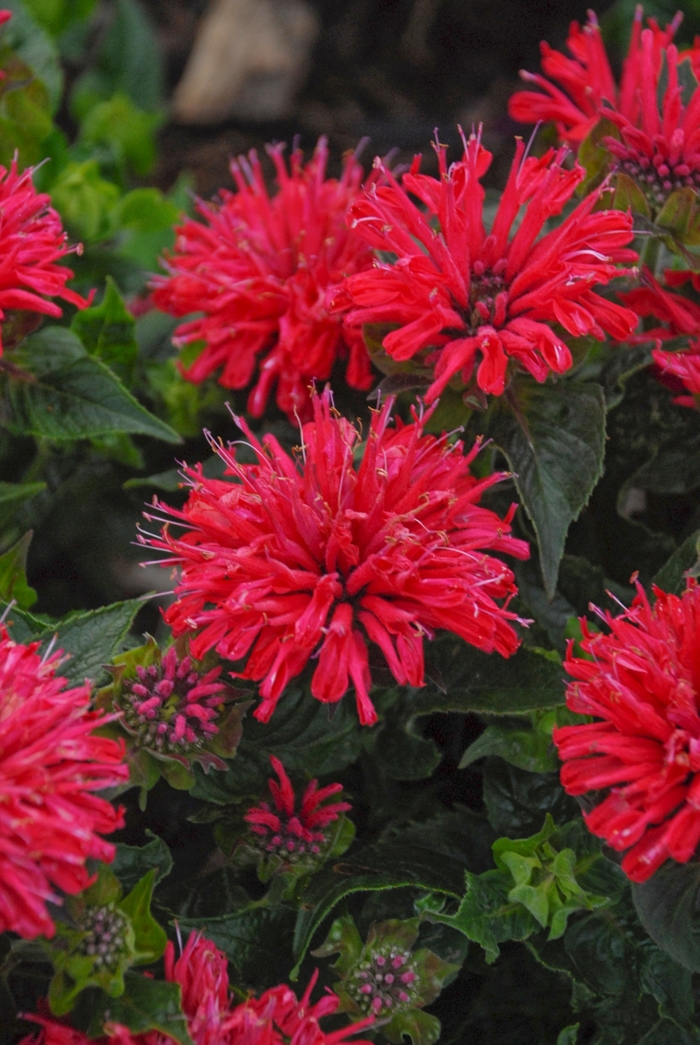'Pardon My Cerise' Bee Balm - Monarda didyma from Miller Landscaping Supply