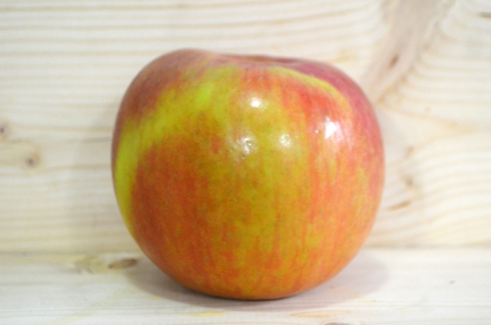 'Fuji' Apple - Malus domestica from Miller Landscaping Supply