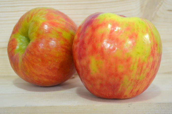 'Honeycrisp' Apple - Malus domestica from Miller Landscaping Supply