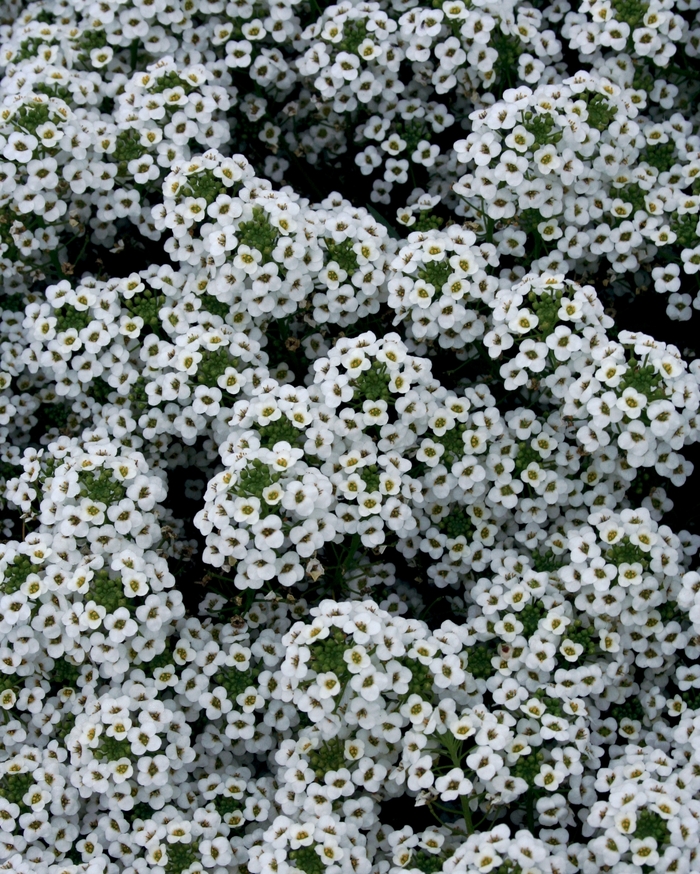 'Snow Princess®' Alyssum - Lobularia from Miller Landscaping Supply