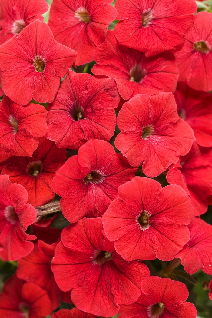 Supertunia® 'Really Red' - Petunia from Miller Landscaping Supply