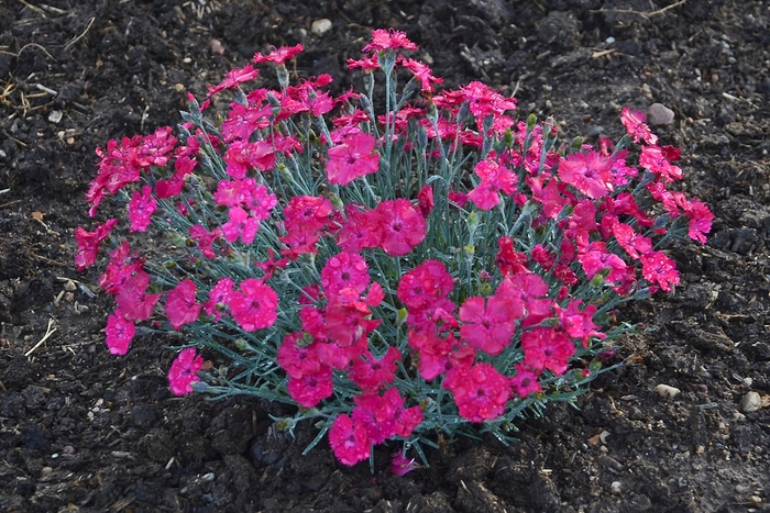 'Paint the Town Magenta' Pinks - Dianthus from Miller Landscaping Supply