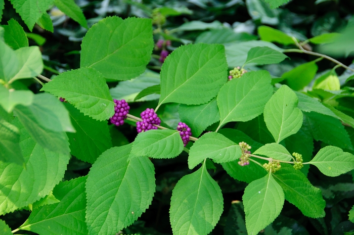 Beautyberry - Callicarpa americana from Miller Landscaping Supply