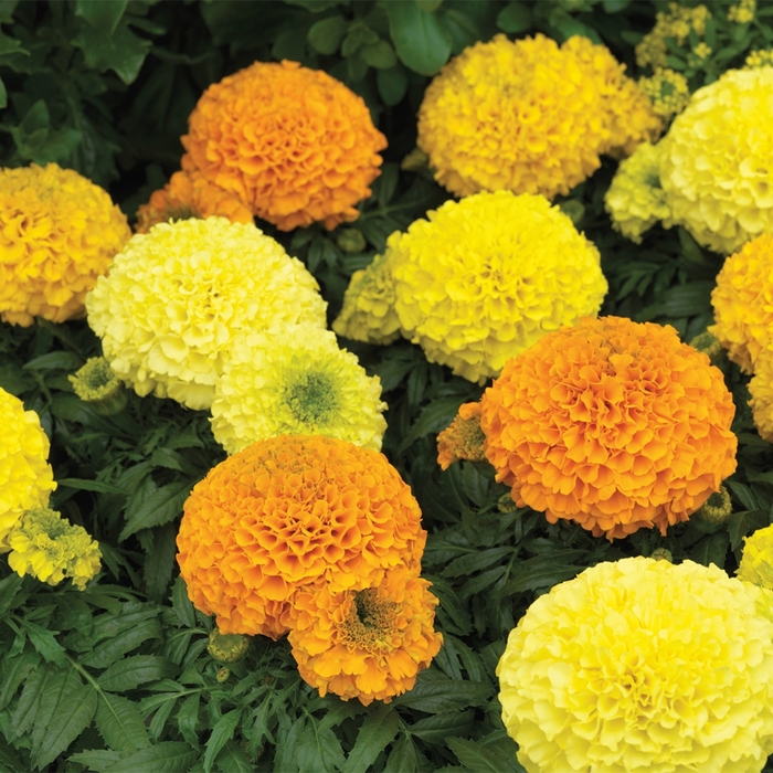 Antigua™ 'Mix' - Tagetes erecta (Marigold) from Miller Landscaping Supply