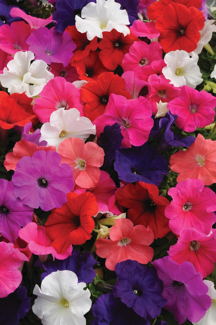 Pretty Flora™ 'Mixture' - Petunia from Miller Landscaping Supply