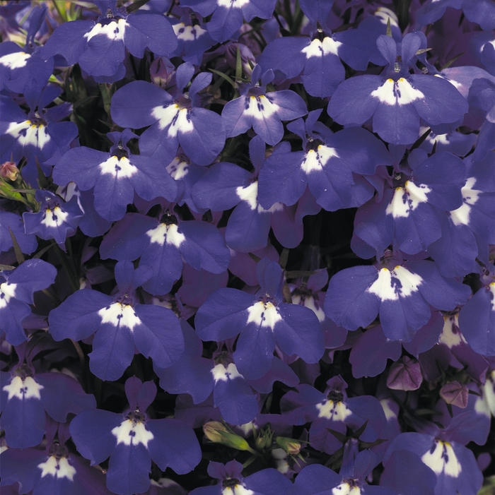 Riviera 'Blue Eyes' - Lobelia erinus from Miller Landscaping Supply