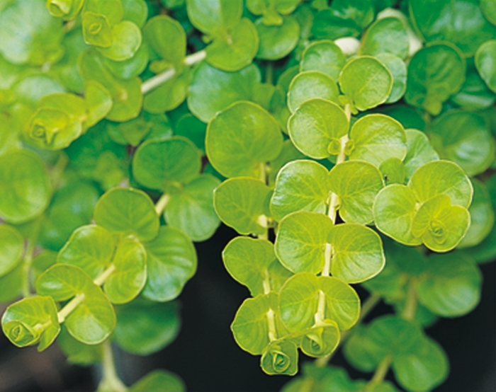 'Goldilocks' Creeping Jenny - Lysimachia nummularia from Miller Landscaping Supply
