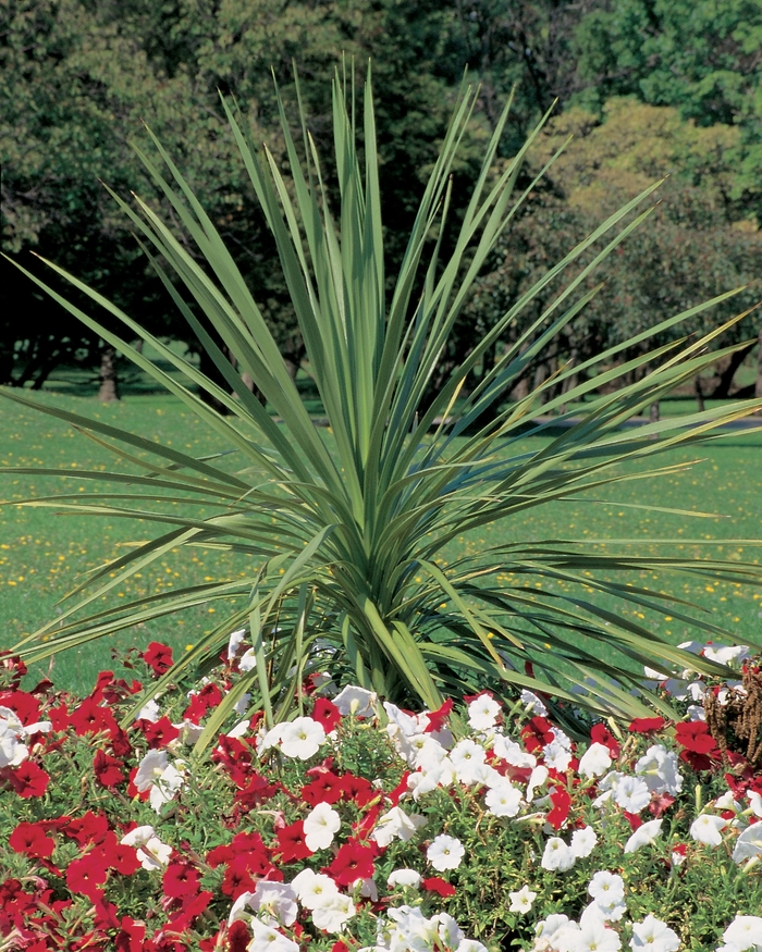 Spikes - Cordyline indivisa from Miller Landscaping Supply
