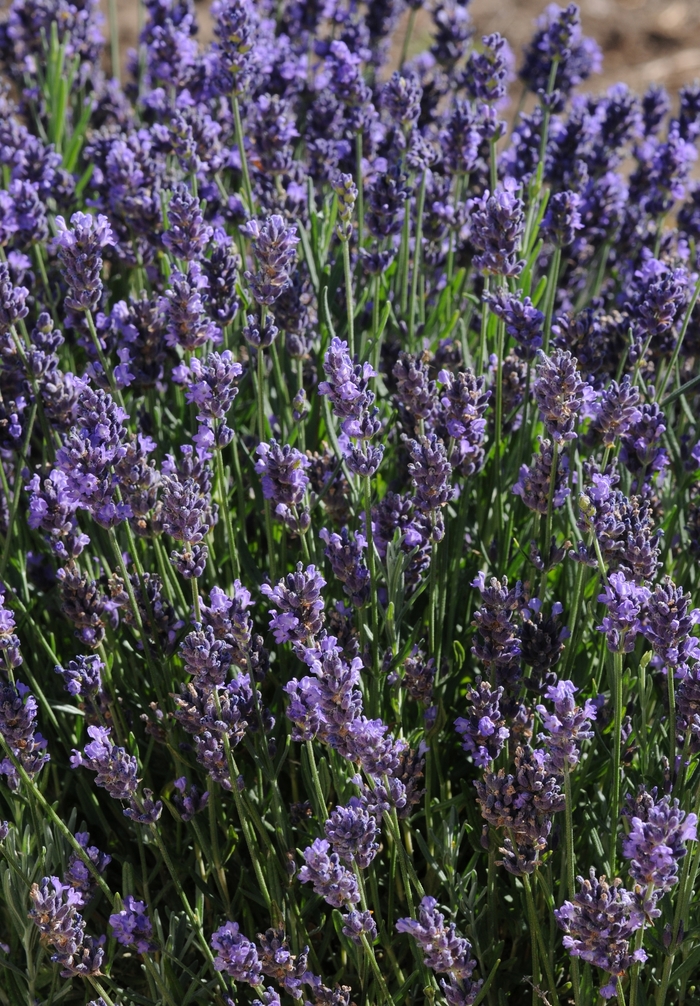 'SuperBlue' English Lavender - Lavandula angustifolia from Miller Landscaping Supply
