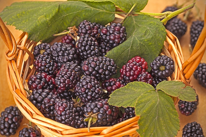 'Triple Crown' Blackberry - Rubus from Miller Landscaping Supply