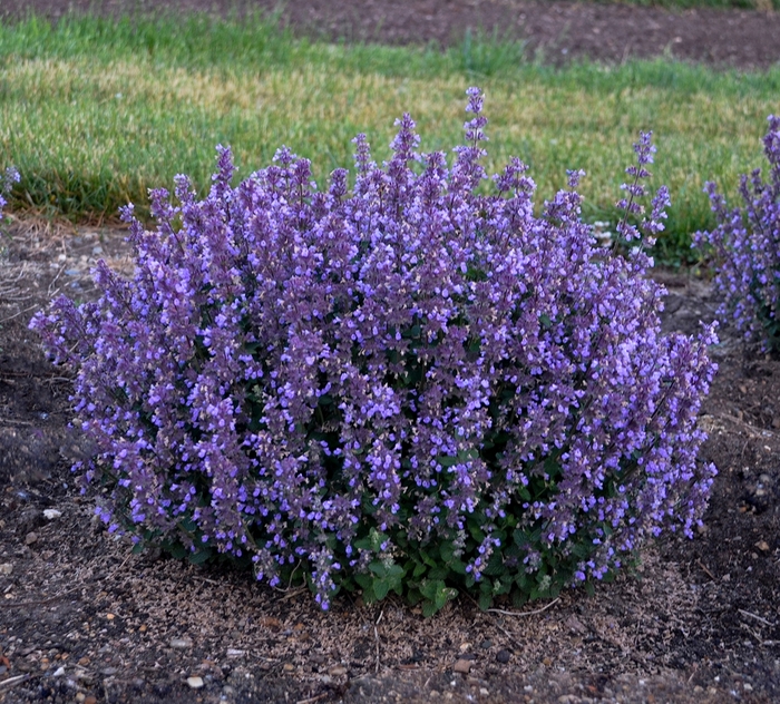 'Cat's Pajamas' Catmint - Nepeta from Miller Landscaping Supply