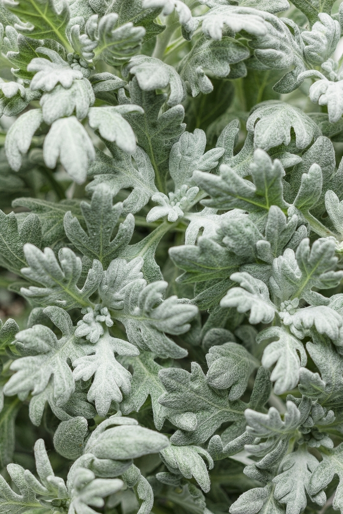 'Silver Bullet®' Wormwood - Artemisia stelleriana from Miller Landscaping Supply