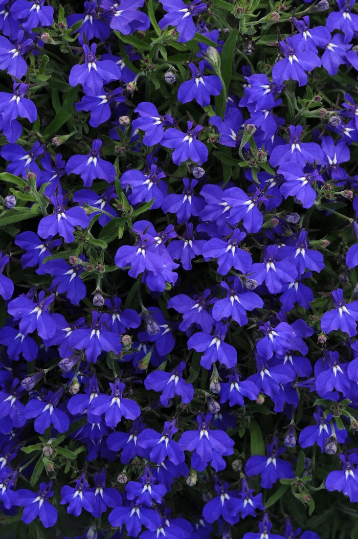 Early Springs™ 'Dark Blue' - Lobelia from Miller Landscaping Supply