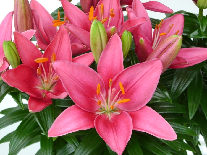 Lily Looks 'Tiny Pearl' - Lilium asiaticum (Asiatic Lily) from Miller Landscaping Supply