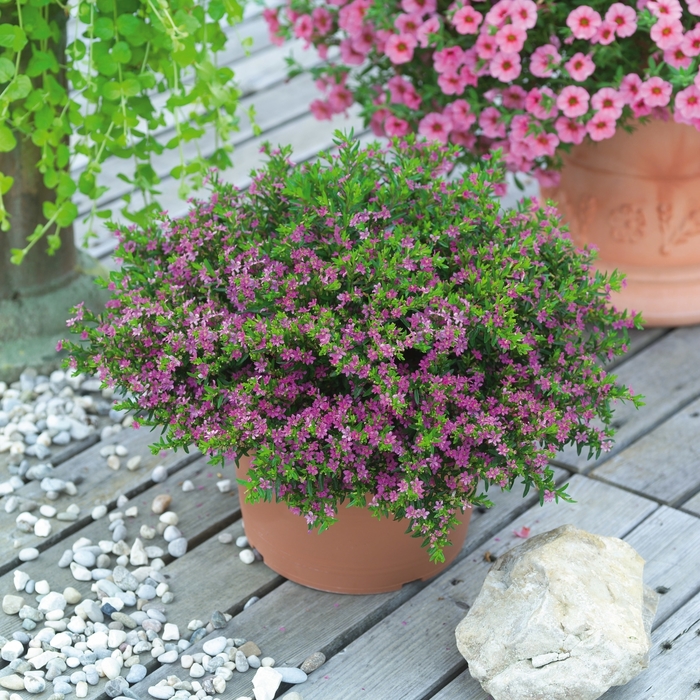 Pink Mexican Heather - Cuphea hyssopifolia from Miller Landscaping Supply