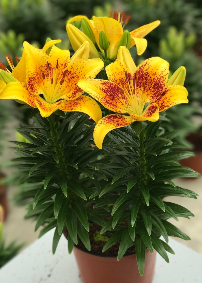 Lily Looks 'Tiny Nugget' - Lilium asiaticum (Asiatic Lily) from Miller Landscaping Supply