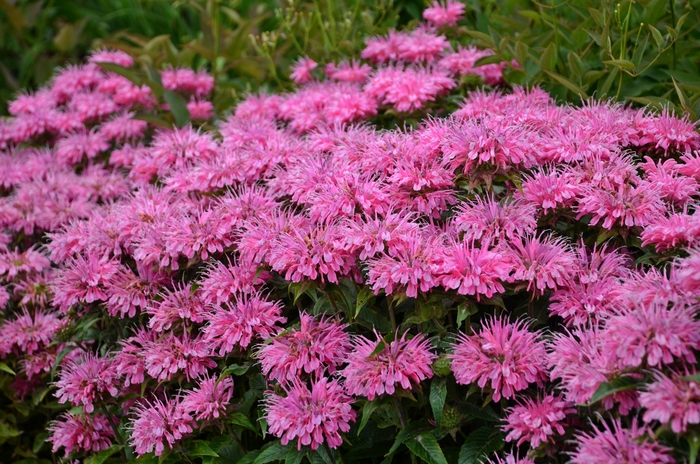Sugar Buzz® ''Bubblegum Blast'' - Monarda didyma (Bee Balm, Bergamot) from Miller Landscaping Supply