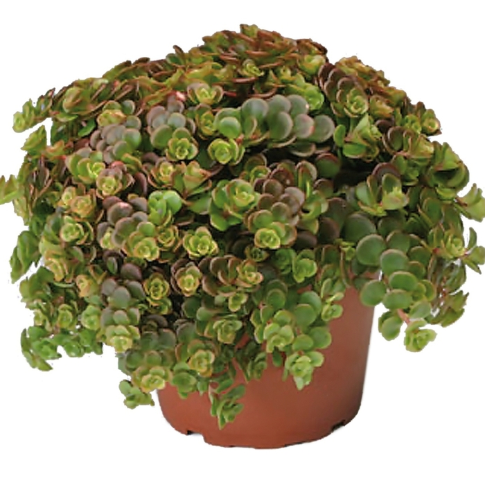 'Coral Reef' - Sedum tetractinum from Miller Landscaping Supply