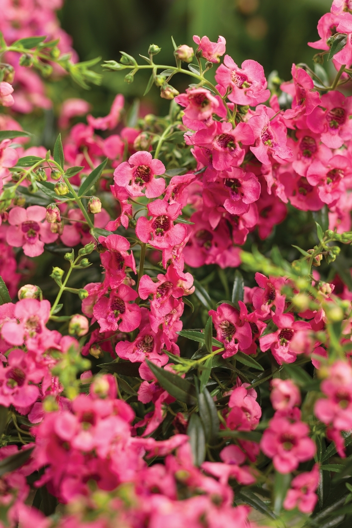 Angelface® 'Cascade Pink' - Angelonia (Summer Snapdragon) from Miller Landscaping Supply