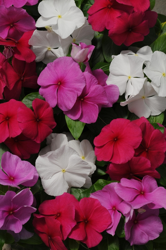 Pacifica XP 'Mystic Mix' - Catharanthus roseus (Annual Vinca; Periwinkle) from Miller Landscaping Supply
