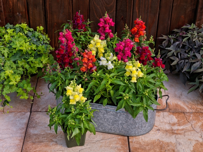 Candy Tops 'Mix' - Antirrhinum (Snapdragon) from Miller Landscaping Supply