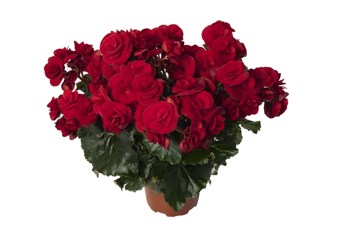 Solenia® 'Velvet Red' - Begonia x hiemalis (Rieger Begonia) from Miller Landscaping Supply
