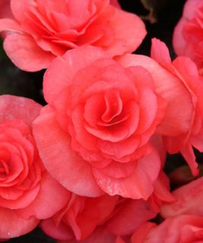 Solenia® 'Dark Pink' - Begonia x hiemalis (Rieger Begonia) from Miller Landscaping Supply